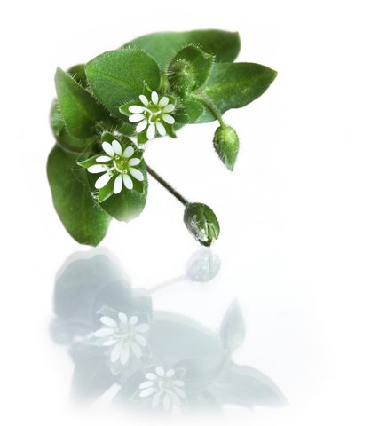 chickweed  medicinal uses