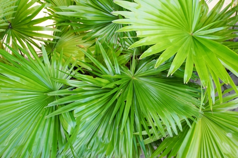 Benefits of Saw Palmetto and explore the incredible world of saw palmetto, a powerful botanical remedy with a long history of promoting prostate health and overall well-being.