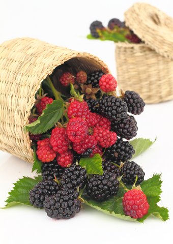 Health Benefits of Raspberries........ from boosting your immune system to supporting heart health, these little berries are nature's gift to your wellbeing.