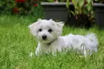 Herbs for Dogs is a natural approach to support your dog's health and can be very beneficial when done correctly.  Here are some herbs that are commonly used for dogs.