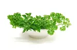 Health Benefits of Parsley includes cleansing the liver, bloating, nausea, flatulence, prostate problems, bladder ailments and many more