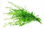 Tarragon contains nutrients which can be beneficial to your health like iron and potassium