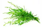 Tarragon contains nutrients which can be beneficial to your health like iron and potassium