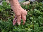 Benefits of Arnica Oil can help with the depilating effects of arthritis, burns, sun exposurse and many  Pain can be debilitating, affecting your quality of life and daily activities.