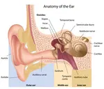  An Earful of advise for home remedies for ear infections.