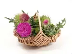 Liver Problems?   Check out these Milk Thistle Benefits,you will be amazed!!