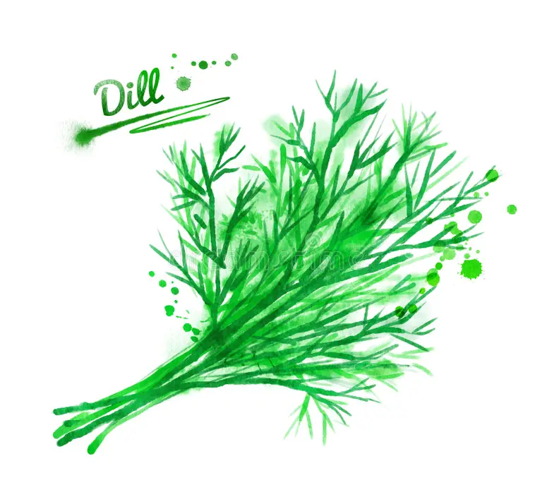 Dill For Insomnia