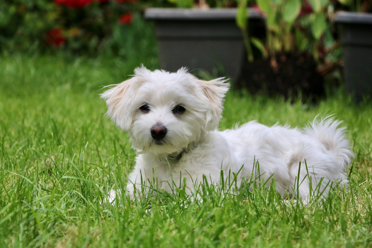 Herbs for Dogs is a natural approach to support your dog's health and can be very beneficial when done correctly.  Here are some herbs that are commonly used for dogs.