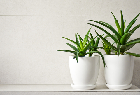 Aloe Vera , a therapeutic succulant herb that goes a long way to help bringing the discomfort of hemorrhoids under control amongst many more things!!