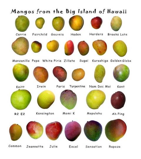 different types of mangoes