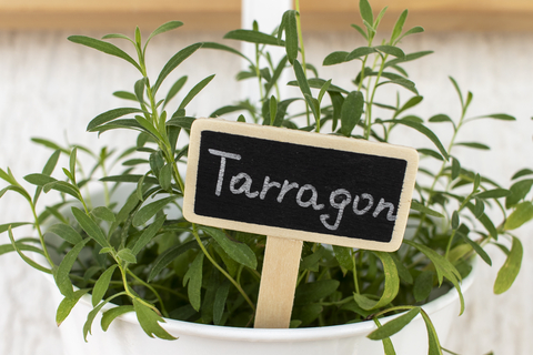 Growing Tarragon