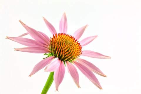 echinacea-flower