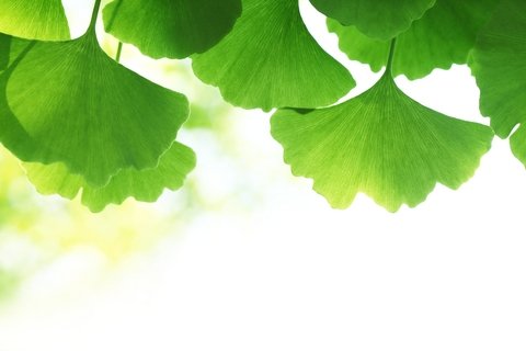 ginkgo-biloba