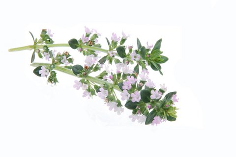 heal-with-thyme