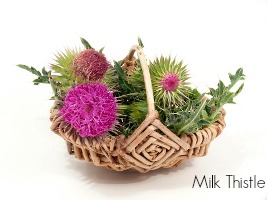 milk-thistle-natural-diuretic