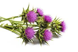 milk-thistle.png