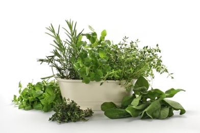 Candida Herbal Remedies. Take a little Thyme and see what  common herbs can be used as a prophylactic or a therapeutic solution to Thrush