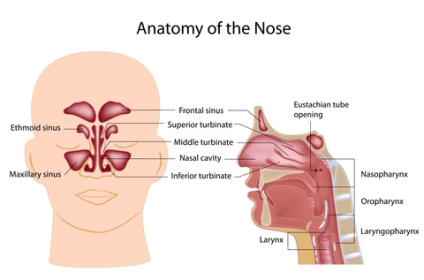 Inflammation Of Nose And Throat 70