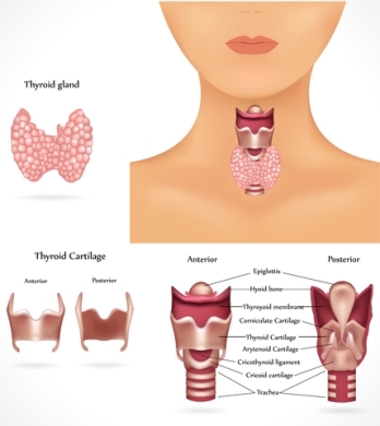 The thyroid glan