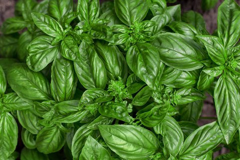 Growing basil is easy and if you are starting your own herb garden, it is an absolute must