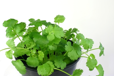 Coriander benefits pack a powerful punch for so many ailments, that it just has to be on your list of herbs to keep next to your stove.