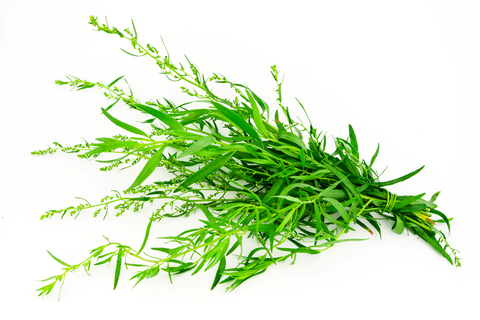 Tarragon