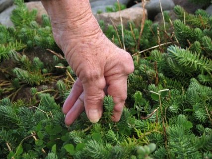 Arthritis and herbs