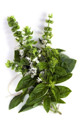 basil as an antibiotic