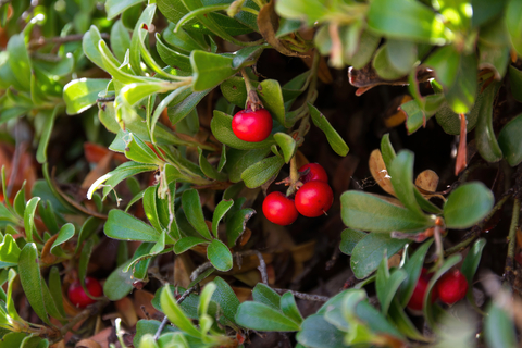 bearberry.jpg