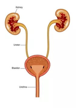 Bladder Infection Home Remedy  - To wee or not to wee because it hurts or burns, read on to see how to naturally ease this ailment