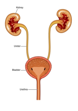 Bladder Infection Home Remedy  - To wee or not to wee because it hurts or burns, read on to see how to naturally ease this ailment