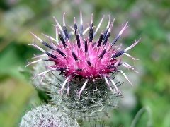 burdock