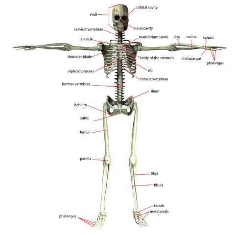 calcium-and-bones