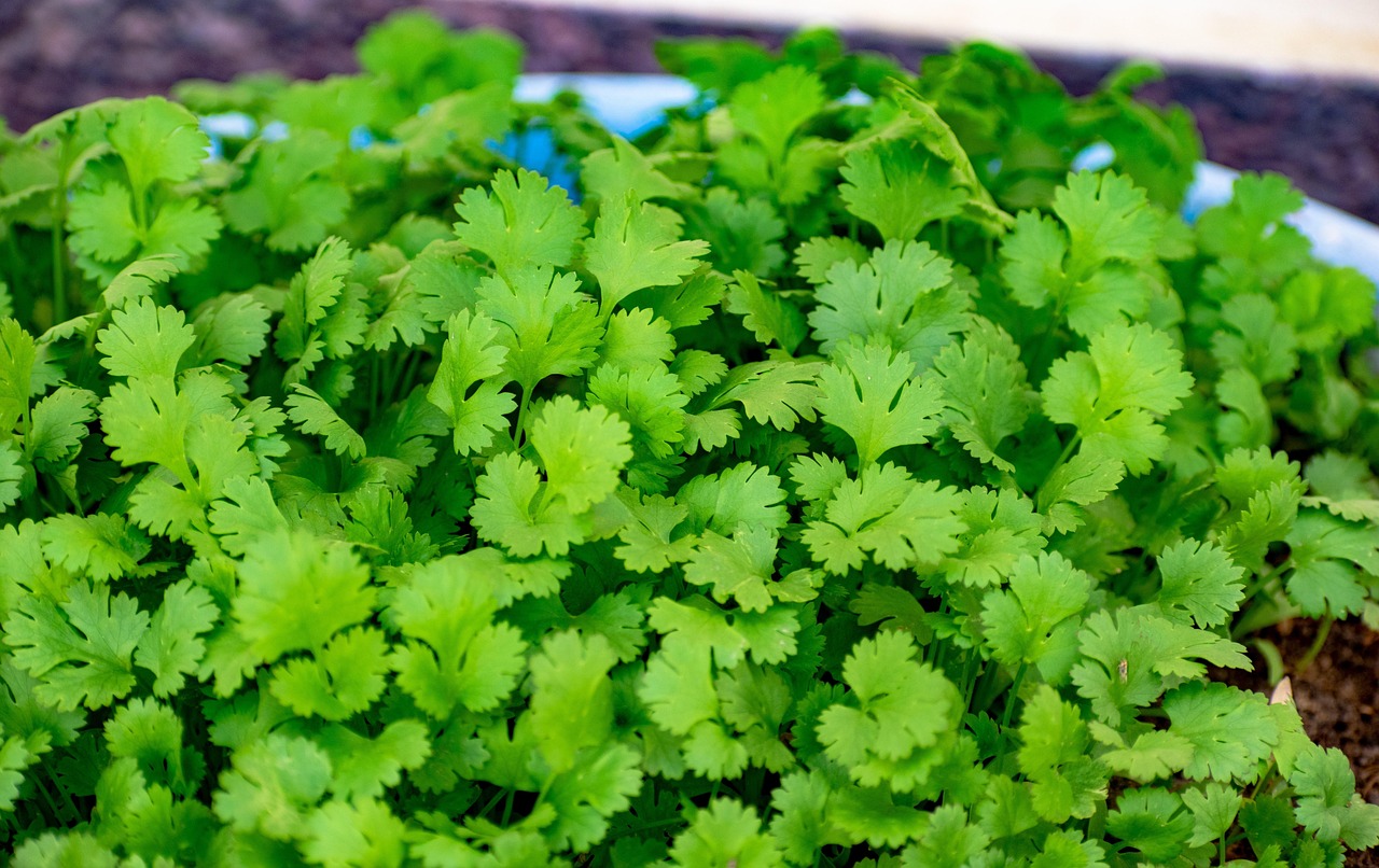 Coriander