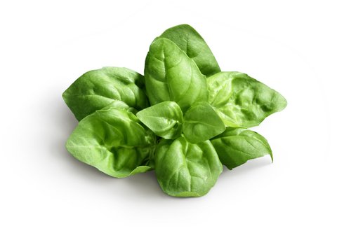 Growing basil is easy and if you are starting your own herb garden, it is an absolute must
