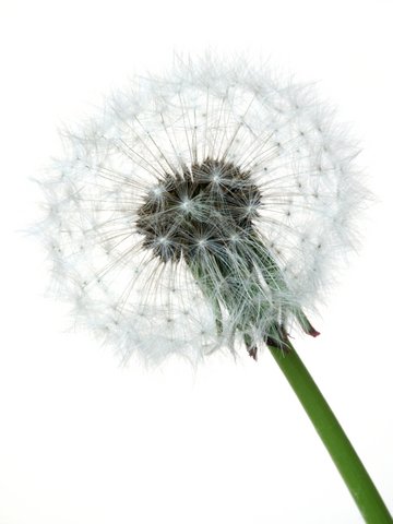 dandelion-and-calcium