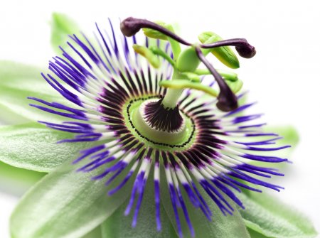 free-image-passionflower.jpg