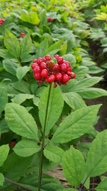 ginseng