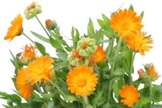 Calendula for Athlete's Foot