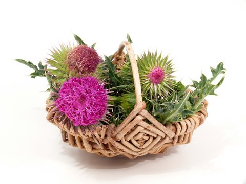 herbal-uses-for-milk-thistle