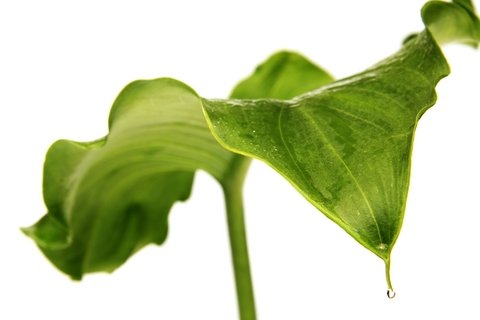 home-remedy-arum-lily