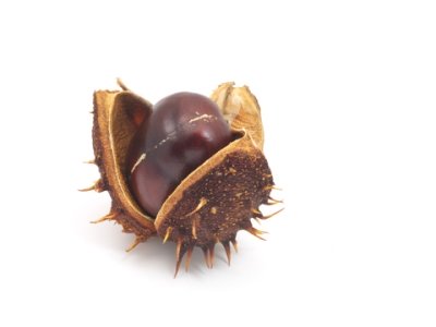 horse-chestnut-for-varicose-veins