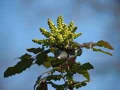 oregon grape