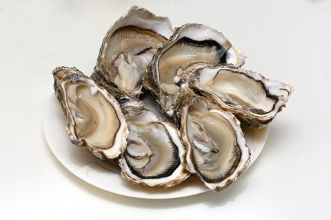 oysters