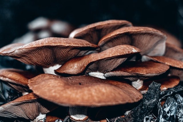 Shiiki Mushrooms