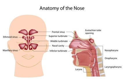 Blast your way clear of the stuffiness and pain of sinusitis  by trying these sinus infection home remedies.